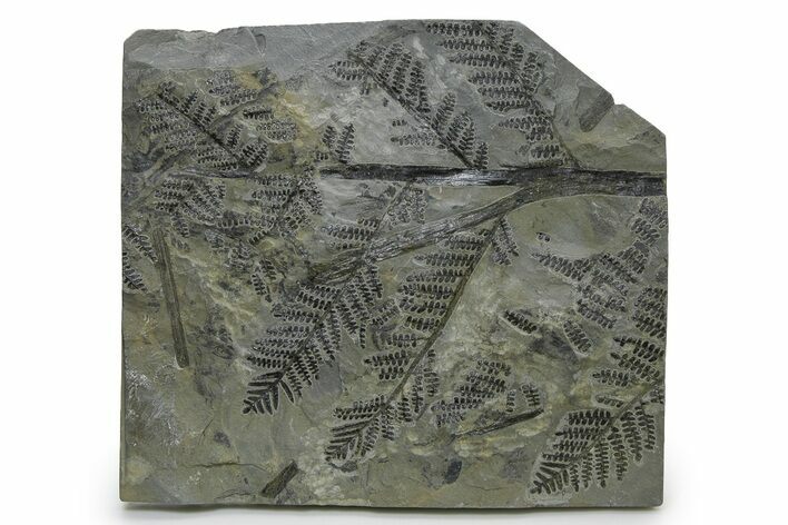Carboniferous Fossil Fern (Odontopteris) - France #338610